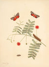 The natural history of the rarer lepidopterous insects of Georgia Pl.062