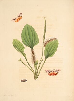 The natural history of the rarer lepidopterous insects of Georgia Pl.063