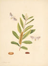 The natural history of the rarer lepidopterous insects of Georgia Pl.068