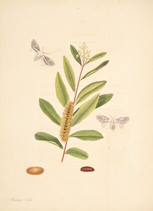 The natural history of the rarer lepidopterous insects of Georgia Pl.068