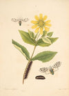 The natural history of the rarer lepidopterous insects of Georgia Pl.069