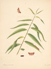 The natural history of the rarer lepidopterous insects of Georgia Pl.072