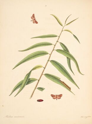 The natural history of the rarer lepidopterous insects of Georgia Pl.072