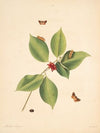 The natural history of the rarer lepidopterous insects of Georgia Pl.073