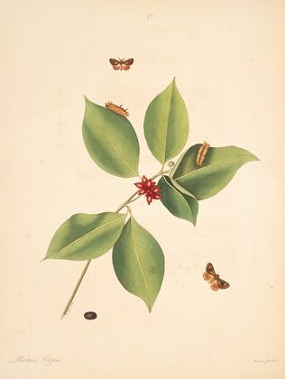 The natural history of the rarer lepidopterous insects of Georgia Pl.073