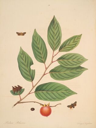 The natural history of the rarer lepidopterous insects of Georgia Pl.074