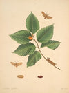 The natural history of the rarer lepidopterous insects of Georgia Pl.075