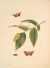The natural history of the rarer lepidopterous insects of Georgia Pl.076