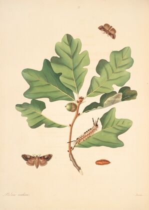 The natural history of the rarer lepidopterous insects of Georgia Pl.077