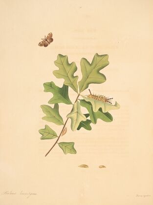 The natural history of the rarer lepidopterous insects of Georgia Pl.079