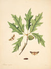 The natural history of the rarer lepidopterous insects of Georgia Pl.083