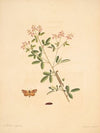 The natural history of the rarer lepidopterous insects of Georgia Pl.084