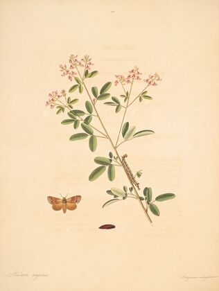 The natural history of the rarer lepidopterous insects of Georgia Pl.084