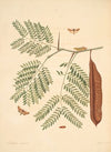 The natural history of the rarer lepidopterous insects of Georgia Pl.085