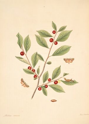 The natural history of the rarer lepidopterous insects of Georgia Pl.086