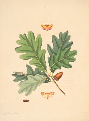 The natural history of the rarer lepidopterous insects of Georgia Pl.087