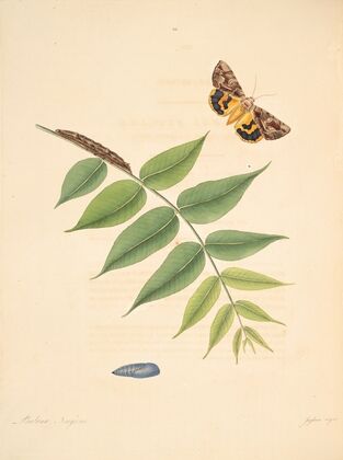 The natural history of the rarer lepidopterous insects of Georgia Pl.088