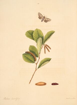 The natural history of the rarer lepidopterous insects of Georgia Pl.092