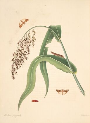 The natural history of the rarer lepidopterous insects of Georgia Pl.096