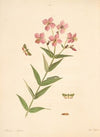 The natural history of the rarer lepidopterous insects of Georgia Pl.100