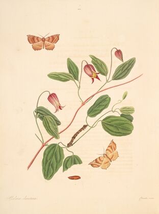 The natural history of the rarer lepidopterous insects of Georgia Pl.101