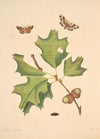 The natural history of the rarer lepidopterous insects of Georgia Pl.103