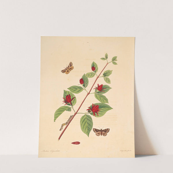 The natural history of the rarer lepidopterous insects of Georgia Pl.104 by James Edward Smith