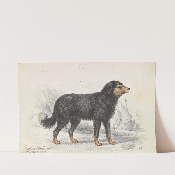 The Newfoundland Dog, Original Breed (1837) by Charles Hamilton Smith