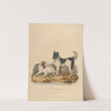 The Newfoundland dog (1800) by Sydenham Edwards