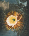 The night-blowing cereus
