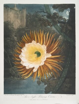 The Night-Blowing Cereus