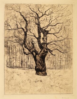 The Oak