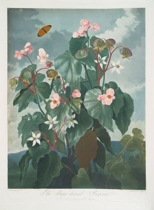The Oblique-Leaved Begonia
