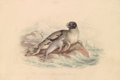 The Ocean Seal of Lepechin