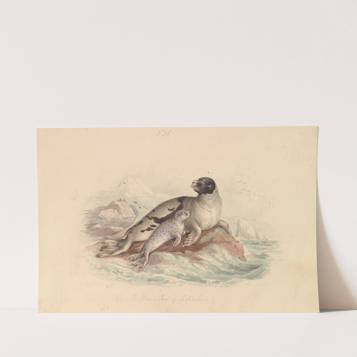 The Ocean Seal of Lepechin by James Stewart