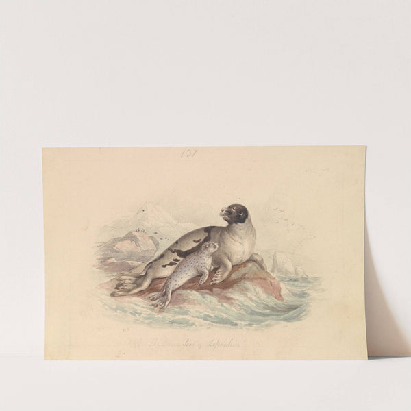 The Ocean Seal of Lepechin by James Stewart