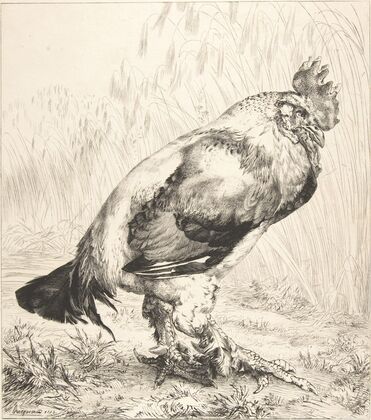 The Old Cock (1882)