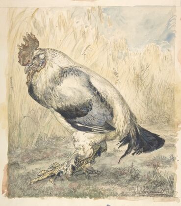 The Old Cock (ca. 1882)