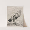 The Old Cock (1882) by Félix Bracquemond