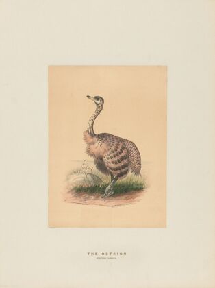 The Ostrich