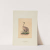 The Ostrich (1861-1867) by Joseph Wolf