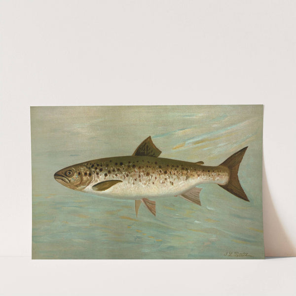 The Ouananiche or Winninish, Salmo salar ouananiche. by John L. Petrie