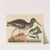 The Oyster-catcher (Hoematopus ostralegus) by Mark Catesby