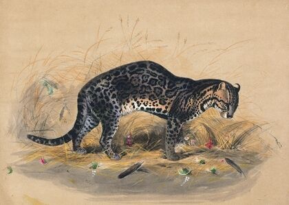 The Painted Ocelot