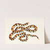 THE PAINTED SNAKE (1789-1813) by George Shaw