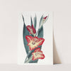 The Parrot Gladiole by Sydenham Edwards