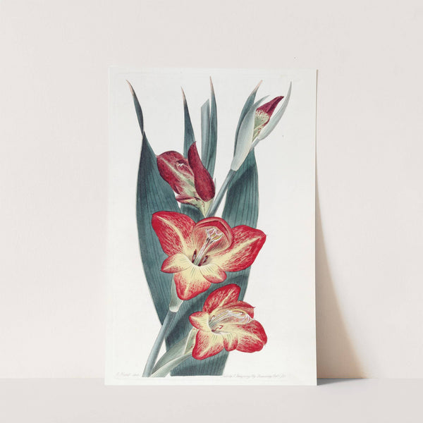 The Parrot Gladiole by Sydenham Edwards
