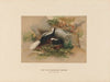 The Patagonian Skunk
