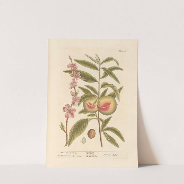 The peach tree by Elizabeth Blackwell