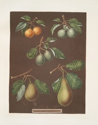 The pear (Petit muscat, Sweet sugar, Green chissel, Citron de calmes and the Jargonelle varities). (1812) — size preview